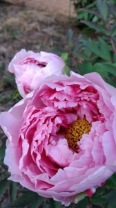 img_154752_11